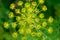Close up of dill (Fennel) flower