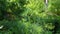 Close up dill growing on vegetable bed close up. Growing fresh greens