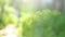 Close up of dill growing in a vegetable garden on a summer day. Dill plant cultivation. selective focus, shallow depth of field. H