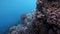 Close-up Diodon hystrix fish hedgehog Porcupinefish underwater Red sea.