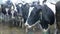 Close-up. Dirty cows looking into camera.