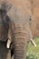 Close-up of a dirty elephant tusk, ear, eye and nose