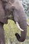 Close-up of a dirty elephant tusk, ear, eye and nose