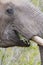 Close-up of a dirty elephant tusk, ear, eye and nose