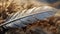 close-up on a dirty feather on the ground