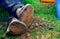 Close up of dirty feet feet crossed and resting on the ground. Famer\\\'s feet