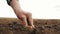 close up of a dirty hand of professional farmer sowing seeds of walnut on soil by care.