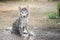 Close up dirty siberian husky playing in the garden