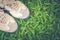 Close up dirty sneaker standing on green grass.