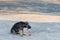 Close up dirty stray dog eating the bone on ground