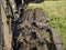 Close-up of a dirty tractor track. Rural equipment