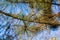 Close-up of diseased needles Austrian pine Pinus â€˜Nigraâ€™ or black pine. Dry needle, rust on needles change of color