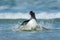 Close up of a diving Gentoo penguin