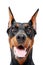 Close up of doberman pinscher with opened mouth