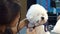 Close-up doctor veterinary clinic cuts scissors a dog Bichon Frise.