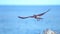 CLOSE UP, DOF: Beautiful brown bird of prey soaring into the endless blue sky.