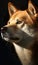 A close up of a dog with a black background. Generative AI image. Shiba inu dog portrait.