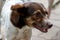 Close up of a dog with brown face