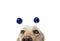 Close-up dog celebrating new year, carnival party wearing a diadem with blue disco ball boppers like a alien and a tinsel garland