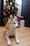 Close up on dog with Christmas tree and gifts