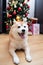 Close up on dog with Christmas tree and gifts