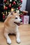 Close up on dog with Christmas tree and gifts