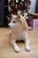 Close up on dog with Christmas tree and gifts