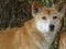 Close up with dog dingo - animal at zoo