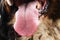 Close up of dog face, Bernese Mountain Dog