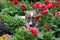 Close-up of a dog in a flower bed in flowers of dahlias