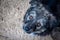 Close up of dog head. Cute small Illyrian Shepherd Dog is sitting on gray concrete