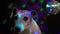 Close up dog Jack Russell terrier face party Party hard  atmosphere, dark background with colored lights