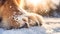 Close up of a Dog Paw dusted with Snow. Blurred Background