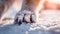 Close up of a Dog Paw dusted with Snow. Blurred Background