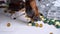 Close up of a dog paw sorting out various pills on a white table.