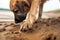 close-up of dog paws digging in sandy beach