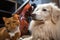 close-up of dog, playing violin, and cat, playing cello in orchestra