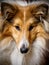 Close-Up of Dog portrait. Face of Sheltie.