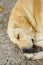 Close-up of a dog resting relaxed in the courtyard of a monastery at Meteora