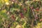 Close-up of dog-rose berries in fall. Dog rose fruits or Rosa canina. Wild rosehips in nature background