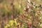 Close-up of dog-rose berries in fall. Dog rose fruits or Rosa canina. Wild rosehips in nature background at sunset