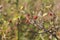 Close-up of dog-rose berries in fall. Dog rose fruits or Rosa canina. Wild rosehips in nature background at sunset