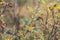 Close-up of dog-rose berries in fall. Dog rose fruits or Rosa canina. Wild rosehips in nature background at sunset