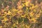 Close-up of dog-rose in fall. Dog rose fruits or Rosa canina. Wild rosehips in nature background