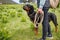 Close-up of dog of the Rottweiler breed with collar and leash in hands stands near mistress on meadow with vegetation