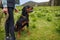 Close-up of dog of Rottweiler with collar and leash sits near his unknown mistress on meadow with mountain vegetation