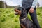 Close-up of dog of Rottweiler with collar and leash sits near his unknown mistress on meadow with mountain vegetation