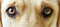 Close up of dog s emotive gaze, emphasizing pets and lifestyle in a detailed view