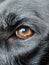 A close-up of a Dog\\\'s eye