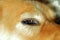 Close-up of Dog`s eye, alert, golden fur